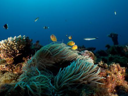 Séjour en Nouvelle Calédonie anémone de mer plongée île de Grande Terre un voyage routedelacaledonie.com