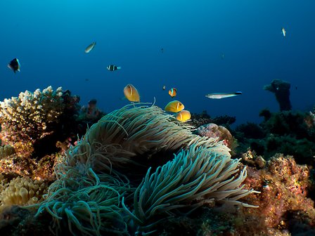 Séjour en Nouvelle Calédonie anémone de mer plongée île de Grande Terre un voyage routedelacaledonie.com