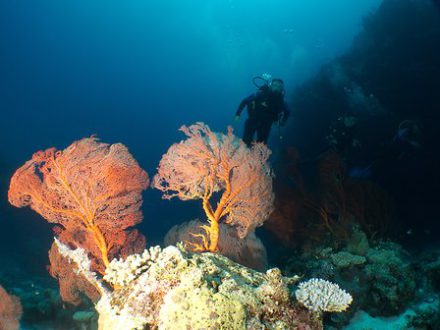 Séjour en Nouvelle Calédonie gorgone rouge plongée île de Lifou des vacances routedelacaledonie.com