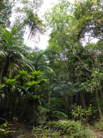 vacances-voyage-sejour-caledonie-parc-fougere-farino